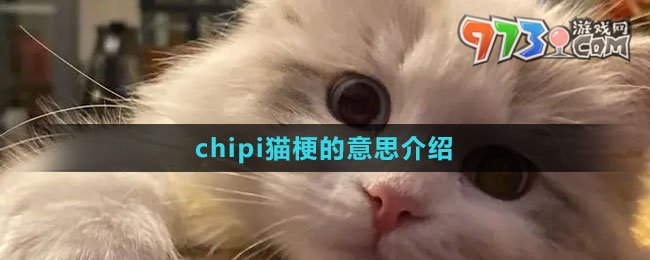 《抖音》chipi貓梗的意思介紹