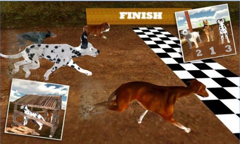 Greyhound Dog Racing 3D截圖(4)