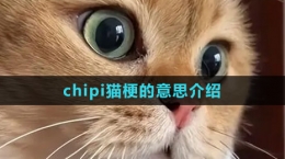 《抖音》chipi貓梗的意思介紹